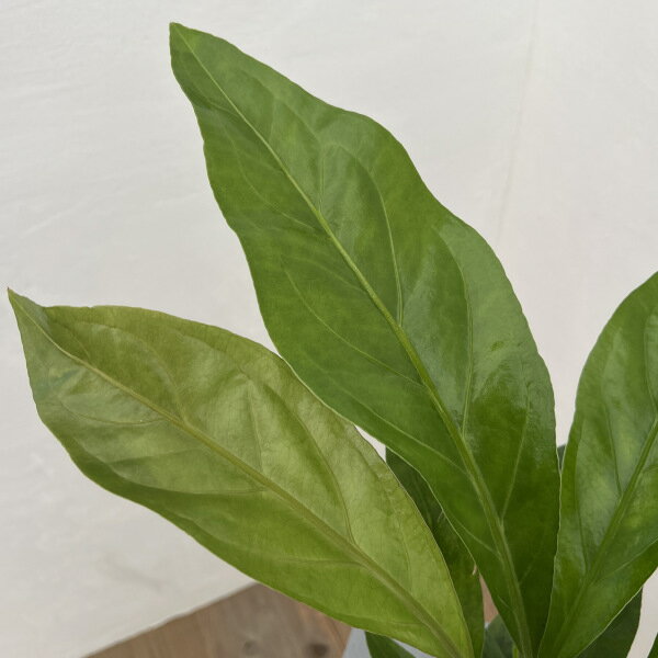 観葉植物/アンスリウム：ジャングルブッシュ5号ポット