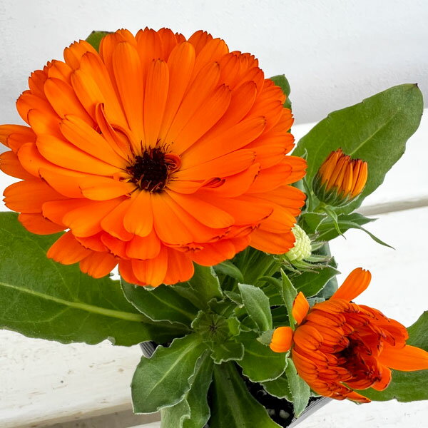 ��֤���/�⤳�⤳����󥸥�顧��ˤ���Υ��å����ʥ��ߥե� �ѥ�ץ����2.5����󥰥ݥå�