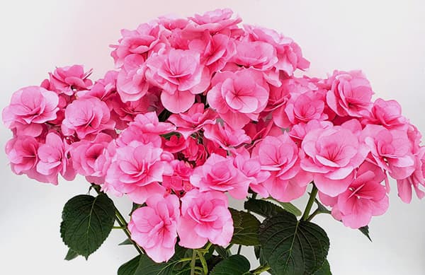 花木 庭木の苗/アジサイ：クレア（ピンク）3.5号ポット