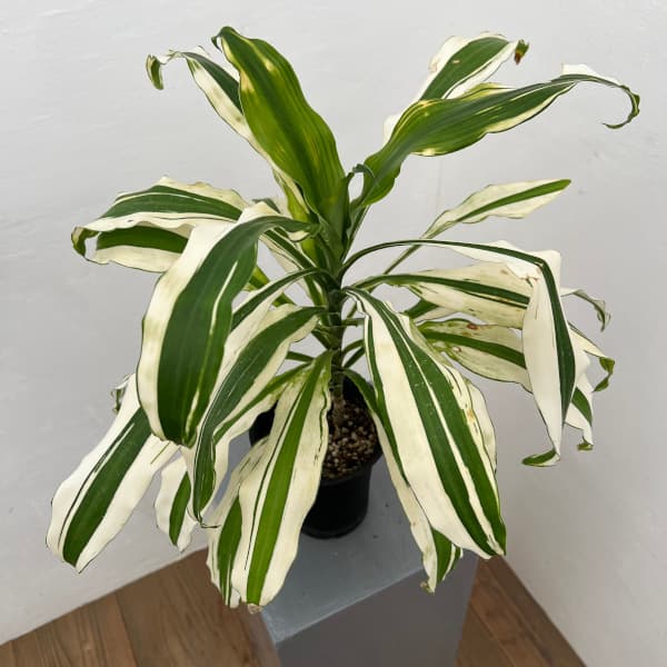 ���տ�ʪ/�ɥ饻�ʡ�sp.�����ڥ�4��ȭ����