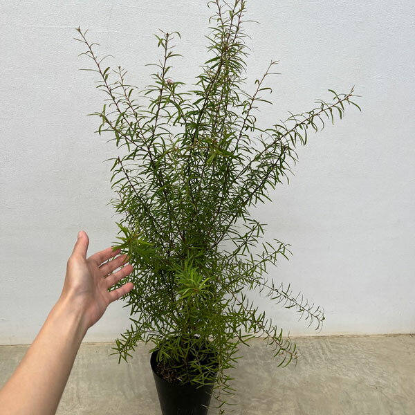 花木 庭木の苗/グレビレア：シルキー 6号鉢植え