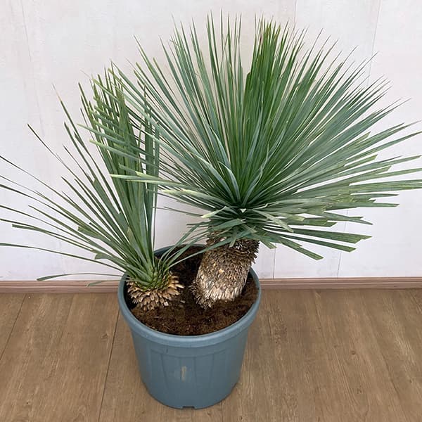 ���տ�ʪ/��å��������ȥ顼�� �֥롼���֥롼��¿Ƭ��40cmȭ����