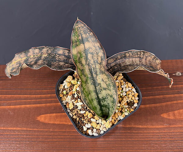 観葉植物/[ザ・ファームセレクト]サンセベリア：キルキー コパトーン　斑入り 3.5号鉢植え25-01