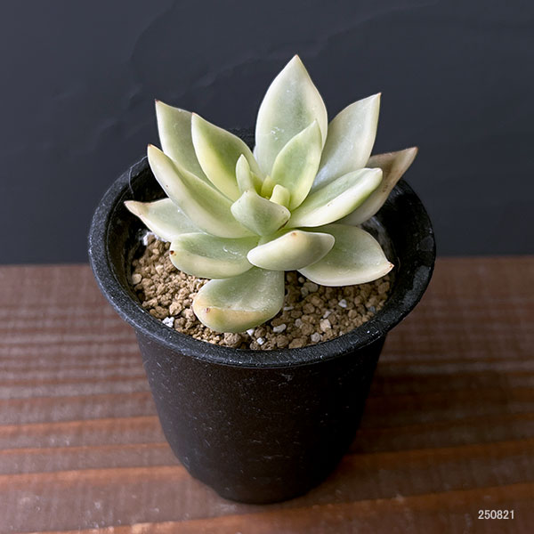 観葉植物/エケベリア：クレムネリア　スカフィラ 2.5号鉢植え