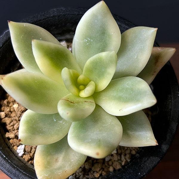 観葉植物/エケベリア：クレムネリア　スカフィラ 2.5号鉢植え