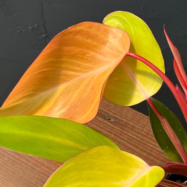 観葉植物/フィロデンドロン：パーシモンプリンセス　3号