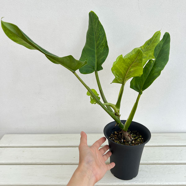 観葉植物/フィロデンドロン：サブハスタータム（斑入り）　 4号鉢植え*