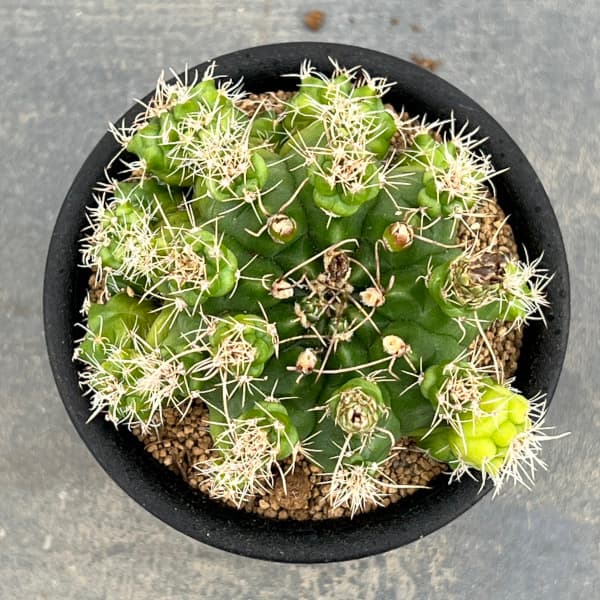 観葉植物/サボテン：ギムノカリキウム　トニー　モンスト　3号鉢植え