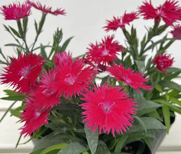 ��֤���/�ʤ櫓�����ò��˥������󥵥��������ץ顦��å�3.5��ݥå�