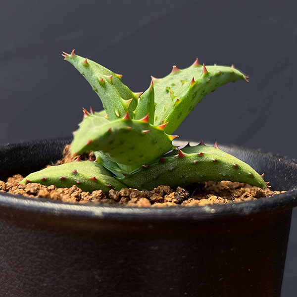 観葉植物/アロエ：カスティロニアエ（実生・ワイドリーフ系）　3号鉢植え