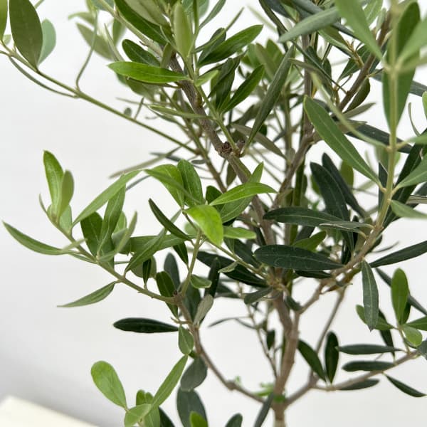 花木 庭木の苗/オリーブ：ネバティロブランコ 5号ポット**