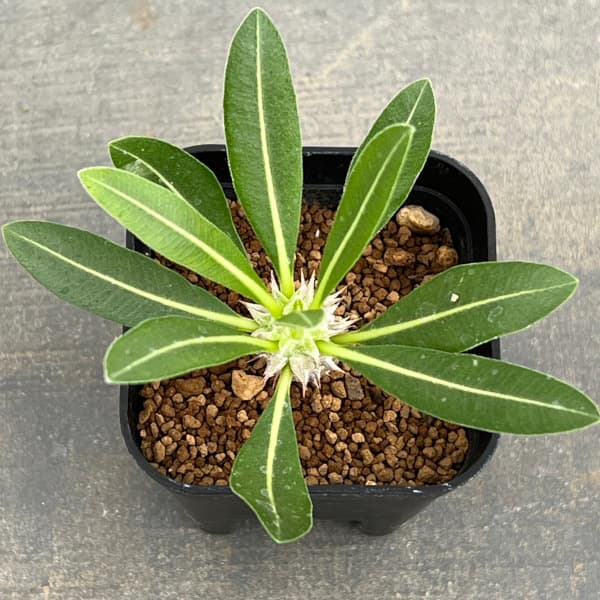 ���տ�ʪ/�ѥ��ݥǥ����ࡧMana��s farm�Υǥ󥷥ե����������� 2.5��ȭ����*