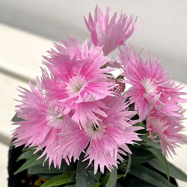 ��֤���/�ʤ櫓�����ò��˥������󥵥��������ץ顦�ԥ�3.5��ݥå�