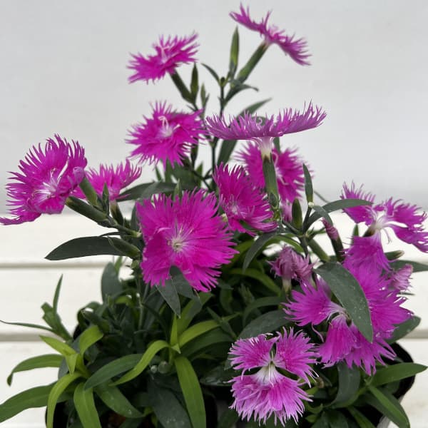 ��֤���/�ʤ櫓�����ò��˥������󥵥��������ץ顦�ѡ��ץ�3.5��ݥå�