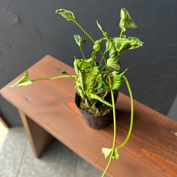 観葉植物/[ザ・ファームセレクト]シンゴニウム：シュリンクハートレアリィ　3号ポット