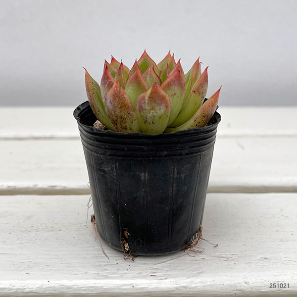 観葉植物/エケベリア：イエローフラワー　2号ポット