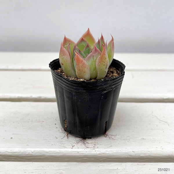 観葉植物/エケベリア：サンタバーバラ　2号ポット