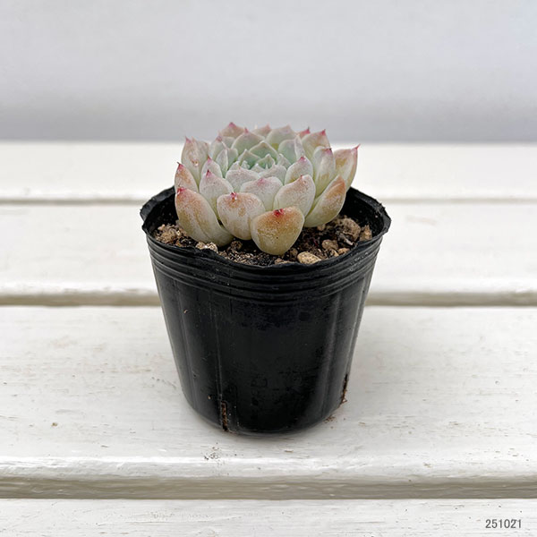 観葉植物/エケベリア：ウィラミナ　2号ポット