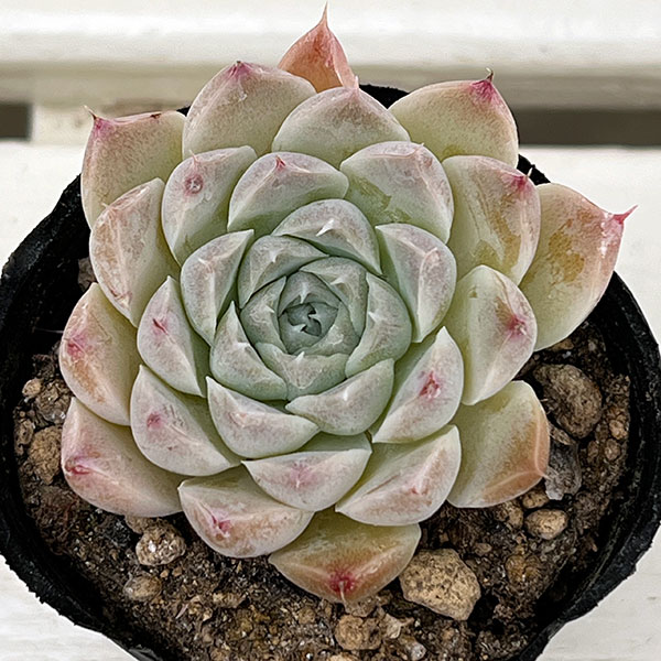 観葉植物/エケベリア：ウィラミナ　2号ポット