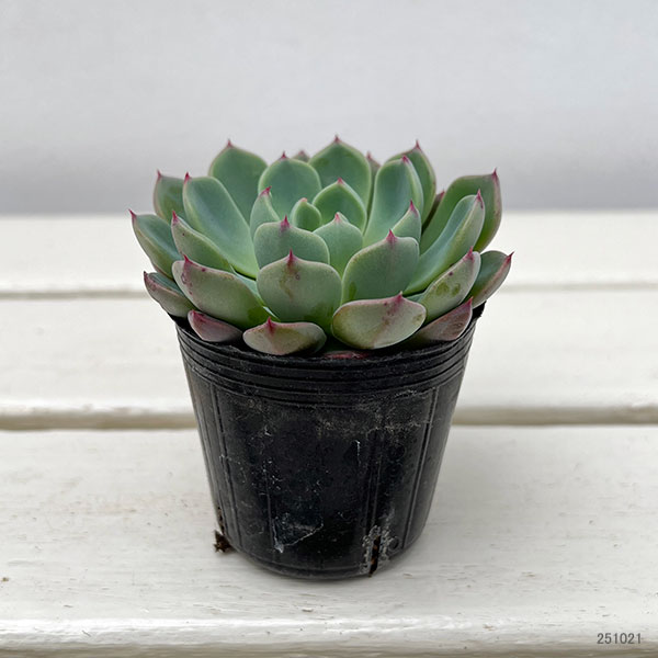 観葉植物/エケベリア：ムーンストーン　2号ポット