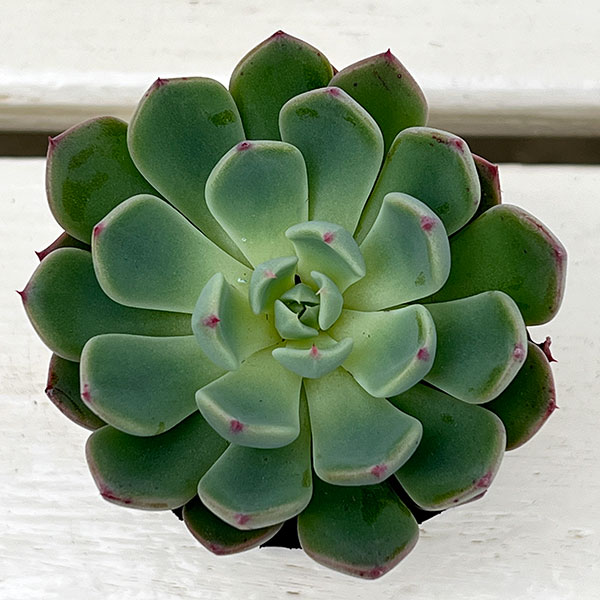 観葉植物/エケベリア：ムーンストーン　2号ポット