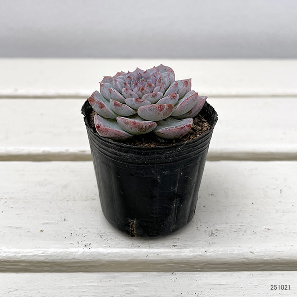 観葉植物/エケベリア：グレイスサプライズ　2号ポット