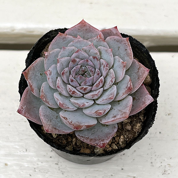 観葉植物/エケベリア：グレイスサプライズ　2号ポット