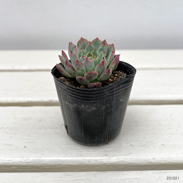 観葉植物/エケベリア：マドリード　2号ポット