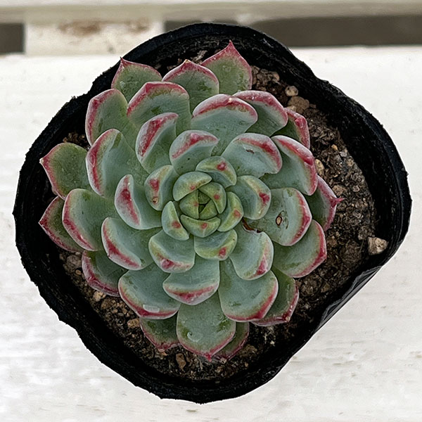 観葉植物/エケベリア：マドリード　2号ポット