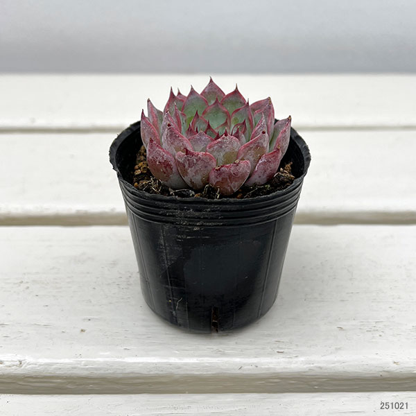 観葉植物/エケベリア：ハリス 2号ポット