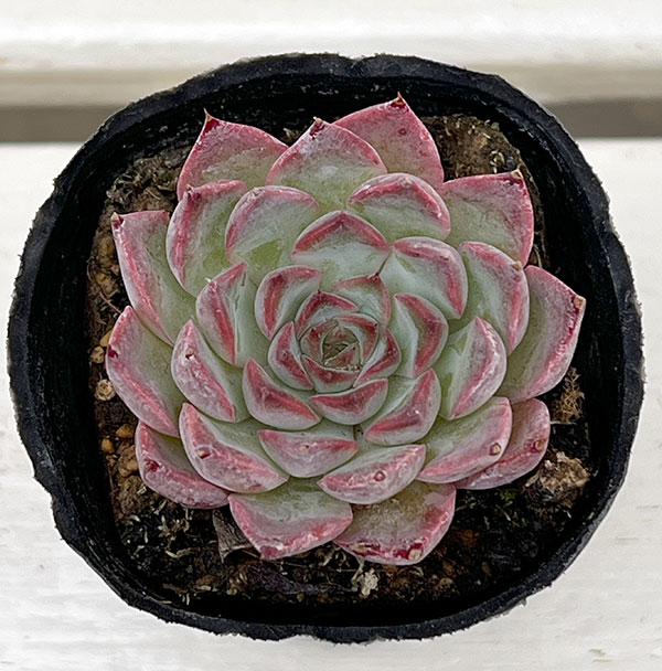 観葉植物/エケベリア：ハリス 2号ポット