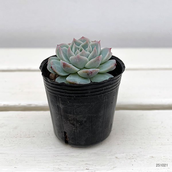 観葉植物/エケベリア：レッドベルベット　2号ポット