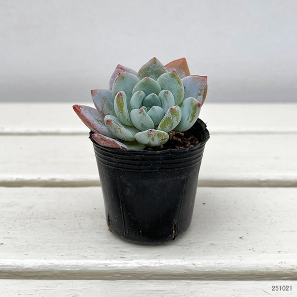 観葉植物/エケベリア：ラウイ×グラバツム　2号ポット