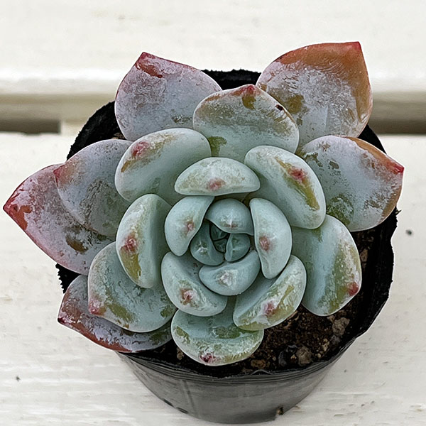 観葉植物/エケベリア：ラウイ×グラバツム　2号ポット