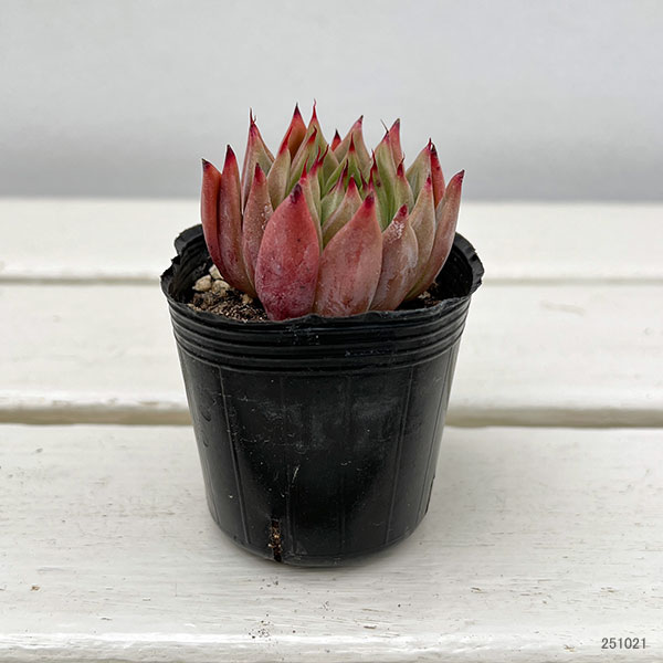 観葉植物/エケベリア：ブラックマーベル　2号ポット