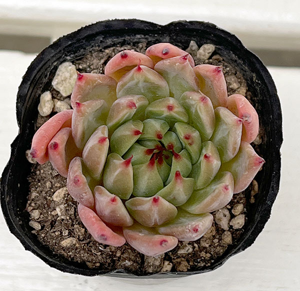 観葉植物/エケベリア：ブラックマーベル　2号ポット