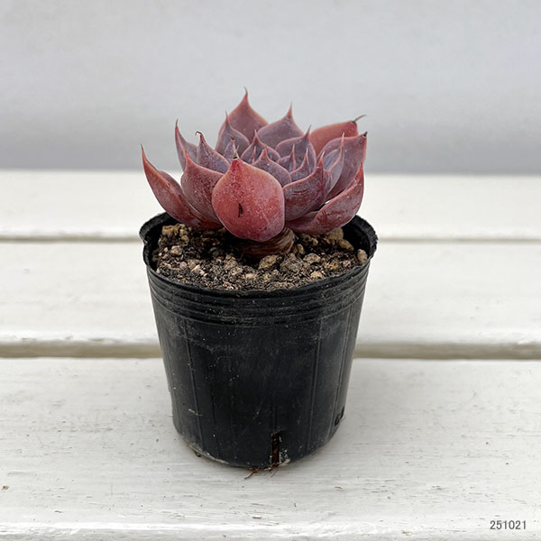 観葉植物/エケベリア：コスタ　2号ポット