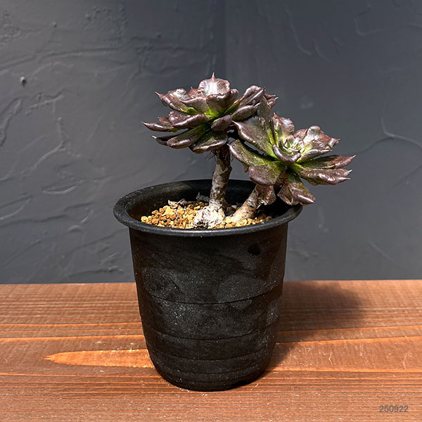 観葉植物/エケベリア：ブラックマディバ 2.5号鉢植え*