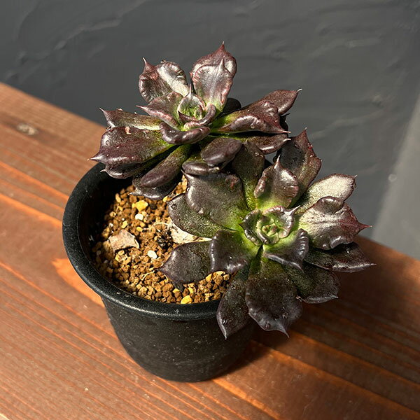 観葉植物/エケベリア：ブラックマディバ 2.5号鉢植え*