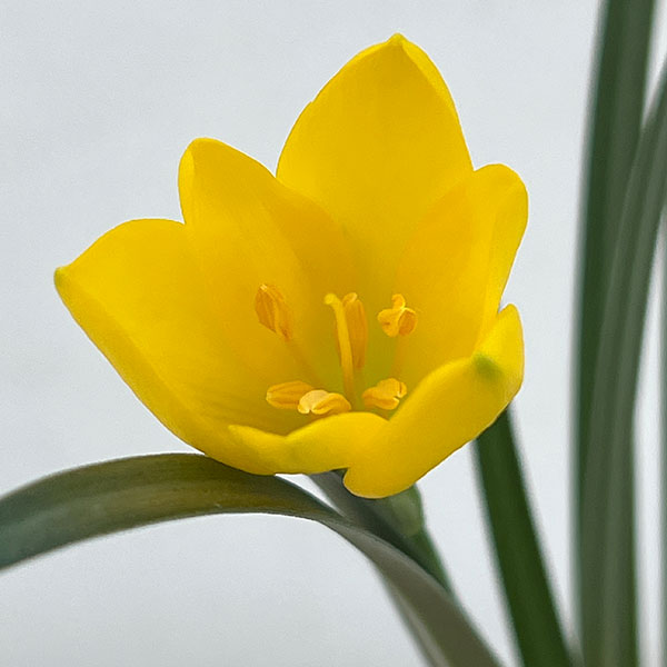 ���ƥ��٥륮��3.5��ݥå�