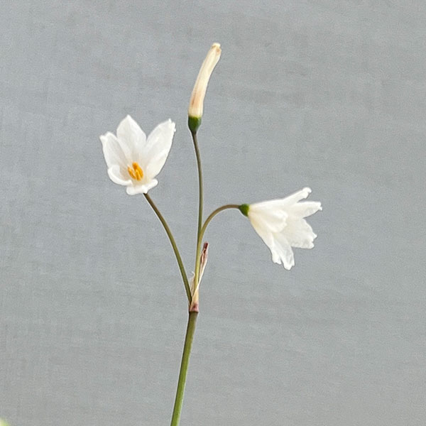 ��塼�����塼��2.5��ݥå�