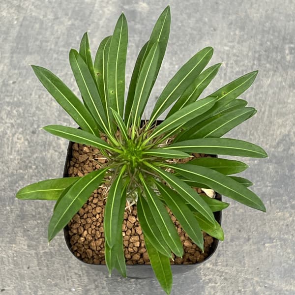 観葉植物/パキポディウム：ラメリー2.5号鉢植え