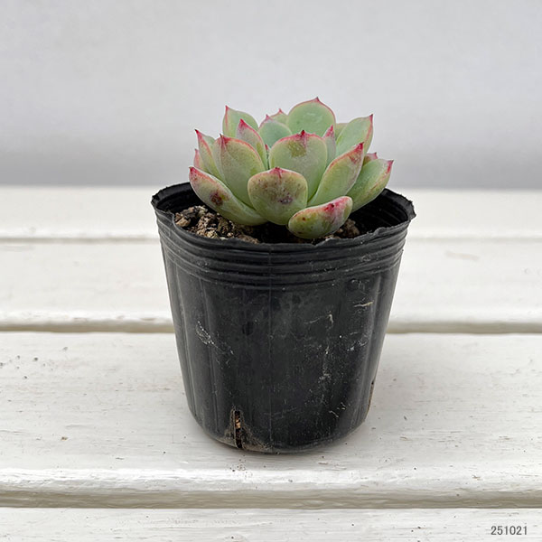 観葉植物/エケベリア：シャルモン　2号ポット