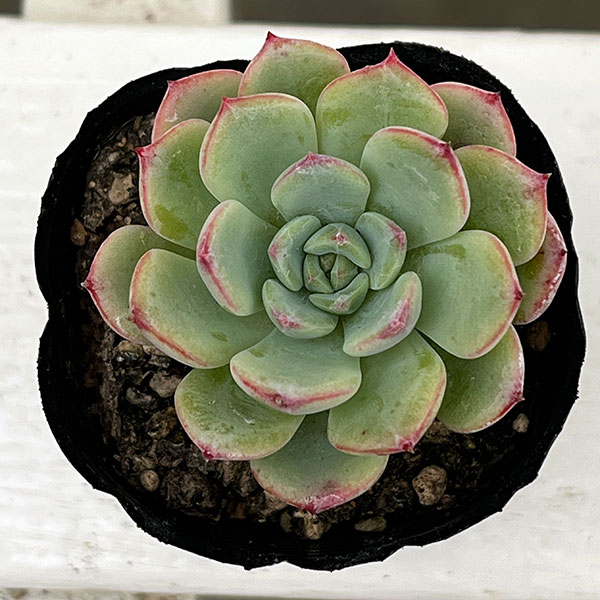 観葉植物/エケベリア：シャルモン　2号ポット