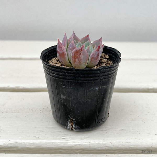 観葉植物/エケベリア：リリージロー　2号ポット