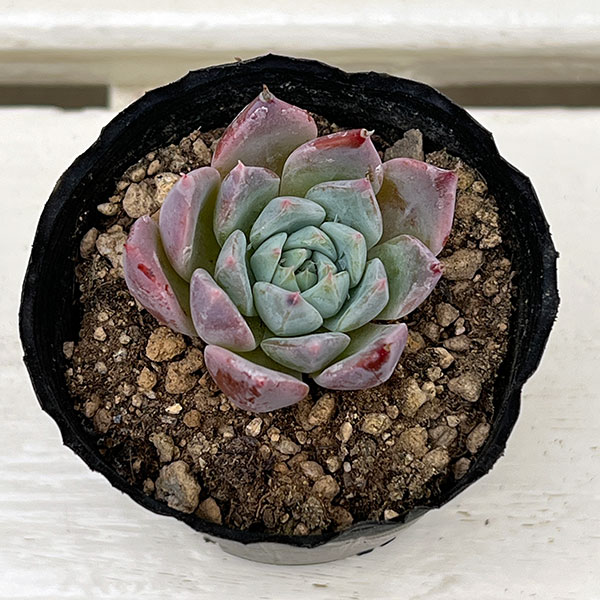 観葉植物/エケベリア：リリージロー　2号ポット