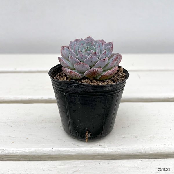 観葉植物/エケベリア：ヒアリナ×ラウイ　2号ポット