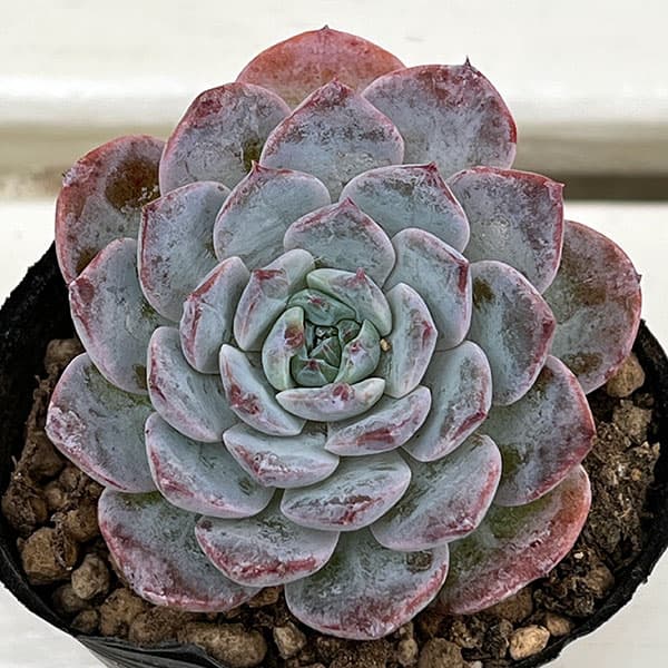 観葉植物/エケベリア：ヒアリナ×ラウイ　2号ポット