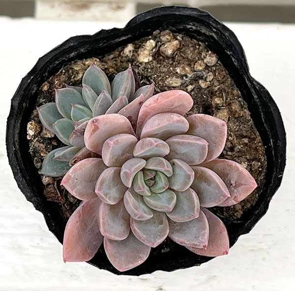 観葉植物/エケベリア：ルル　2号ポット