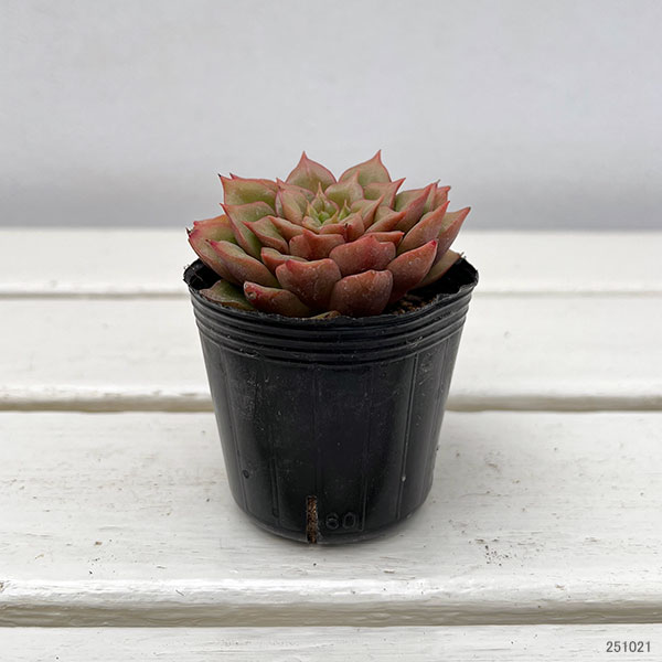 観葉植物/エケベリア：テスラ　2号ポット